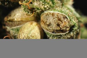 Органическое выращивание марихуаны